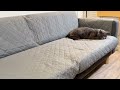 Sofa Shield Patented Couch Slip Cover Review, 3 Reasons Why This Couch Cover Is The Best