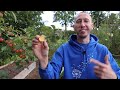 How to Grow an Apple Tree from SEED to FRUIT in 3 YEARS! 🍎