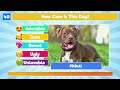 Rate the Cutest Dog | Dog Breed Tier List