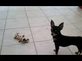 Amelie the Chihuahua playing with toy