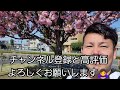 【絶景】本当は教えたくない埼玉県デカネタ寿司の最高峰 幸手権現堂桜まつり 2024 菜の花が綺麗過ぎる