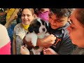 Excellent quality Saint Bernard Puppy for sale at Galiff Street pet Market