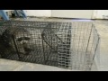 Live Trapping Raccoon with Comstock Humane Live Cage Traps
