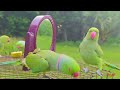 Funny Parrot Talking Video