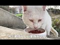 赤ちゃん猫を連れて我が家で暮らしてくれるようになった三毛猫家族の愛と感動の物語【共に歩んだ軌跡】