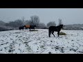 December 2020 Horses in the snow