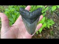 Digging a Pile of Megalodon Teeth