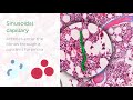 Bone marrow: location and labeled histology (preview) | Kenhub