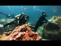 CWS Stallion Highlights | Fun Dive Tenggol Island | 1st June 2024