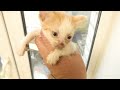 Tiny kitten is crying because his mother abandoned him