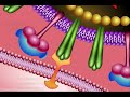 Neuraminidase Inhibitors: Mechanism of Action