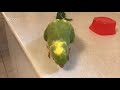 Expectations of owning a Indian Ringneck Parrot VS Reality