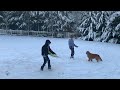 Golden Retriever playing in the snow with her human siblings!