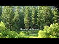 Fresh Air at a Vast Forest. Relaxing New Age Music (+Forest ASMR🌳)