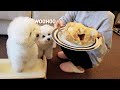 Leaving My Puppies Alone with a Whole Chicken (Unexpected Result...)
