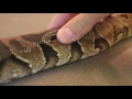 How to Remove Stuck Shed from Snakes