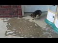 Cute Kitten Playing In Puddle