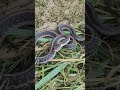 Ontario Python