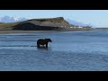 Alaskan Brown Bear on the Tsiu River Alaska