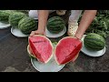Surprise with the method of Growing watermelon on the terrace with tires