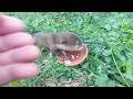 Si Otter Kecil Pertama Kali Makan Daging Ayam