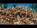 Restoring Florida's Dying Coral Reefs | Refurbished | Insider