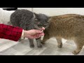 Funniest Animals 2024 😆 New Funny Cats and Dogs 😸🐶 Part 27