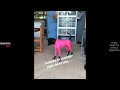 Funniest Cats and Dogs Videos 2024 😹🐶 Best Funny Animal Videos 😂 Funny Pets Zone #6