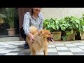 Why Do Most Pomeranians Hate EVERY Other Dog?