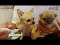 Chihuahua Baby Siblings Growth Record 2 Weeks After Birth🐶Eyes open🔆