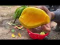 The greatest technique: how to grow mango tree with watermelon fruit get 100% fast fruit