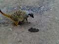 Meerkat vs Snake