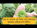 Atibala বা দেশি পেটারি : পুরুষদের শুক্রাণু বৃদ্ধিতে অনবদ্য // Health benefits of Abutilon indicum