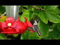 Young Male Ruby Throated Hummingbird