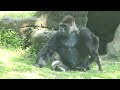 Little gorilla with daddy Part 1 : Jabali climbed to daddy's head to play. / 小金剛猩猩Jabali爬到爸爸頭上玩