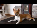 Deep conversation with a basenji