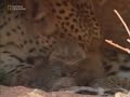 Snake Killers: Honey Badgers of The Kalahari [Nature Documentary]