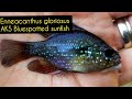 THE RAREST FISHROOM SPECIES YOU'LL EVER SEE. Master Fishkeeper: Tour Lawrence Kent's African Species