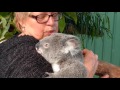 Being a koala carer (starring Sammi the koala)