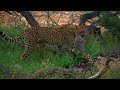 Wildlife - Just Wild Cats | Free Documentary Nature
