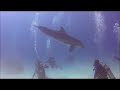 Dolphin Scuba Dive