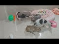 CLASSIC Dog and Cat Videos😺🐶1 HOURS of FUNNY Clips😹🐕