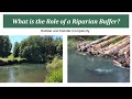 The Role of Riparian Buffers on our Landscape