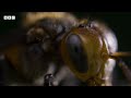 Bugs team up with BEES to protect their young 🐝 | Planet Earth III - BBC
