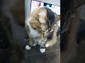 Cat's determination to get his treat