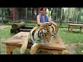 Petting Thai tigers 1