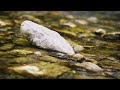 4K]1분) 개울의 맑은 물소리 - 아름다운 자연, 힐링, 짧은 명상+깊은 휴식+물멍  / 겸냥이와 함께 nature  행복을 부르는 소리 (1분미만)
