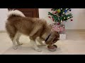 DOG FEEDING ROUTINE | What do I feed my dog? | Husky Diet | Husky in India