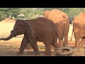 Baby Elephant Pyi Mai and Chaba's Morning Adventures - ElephantNews