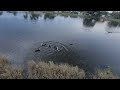 South Florida Snakehead fish biting the ducks!